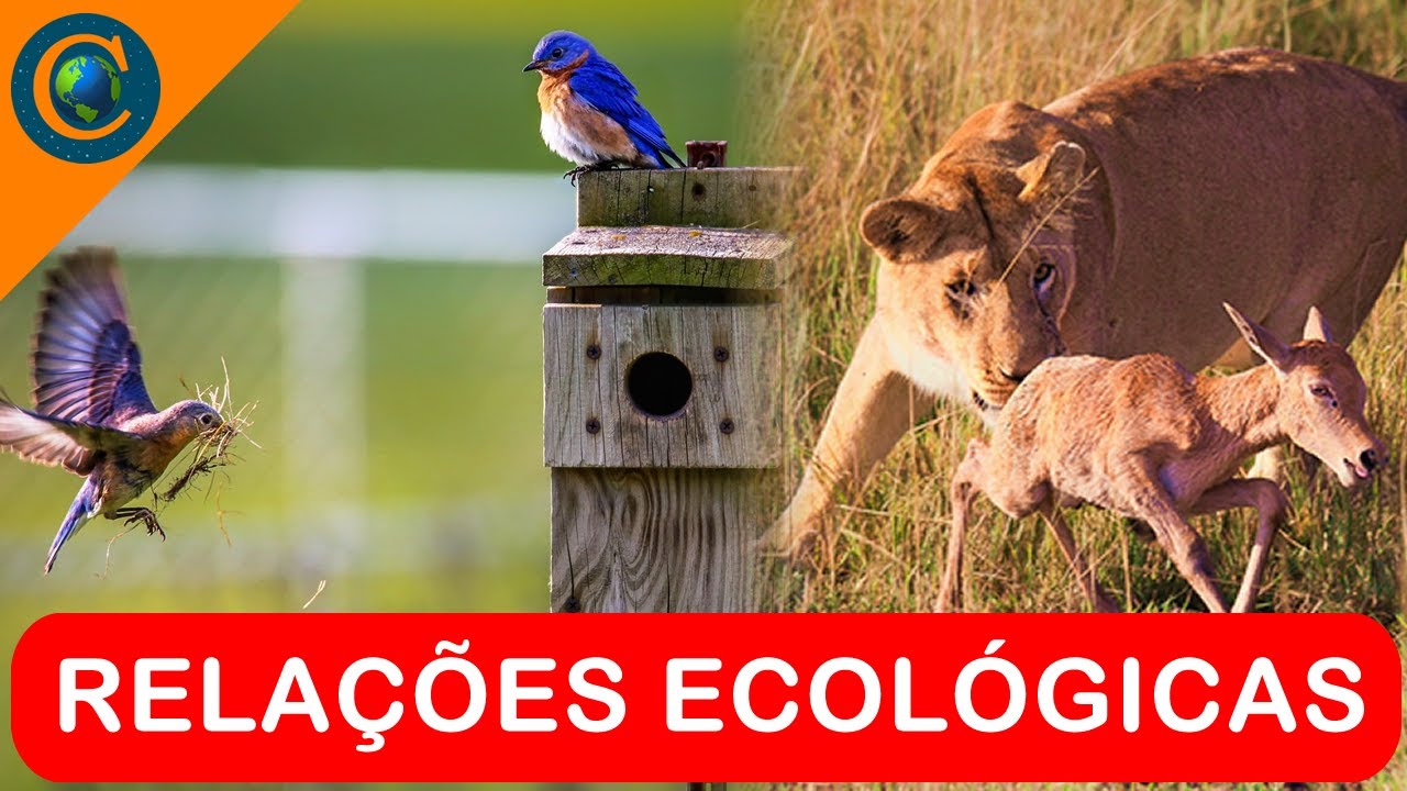 ECOLOGIA - RELAÇÕES ECOLÓGICAS (INTERAÇÕES)