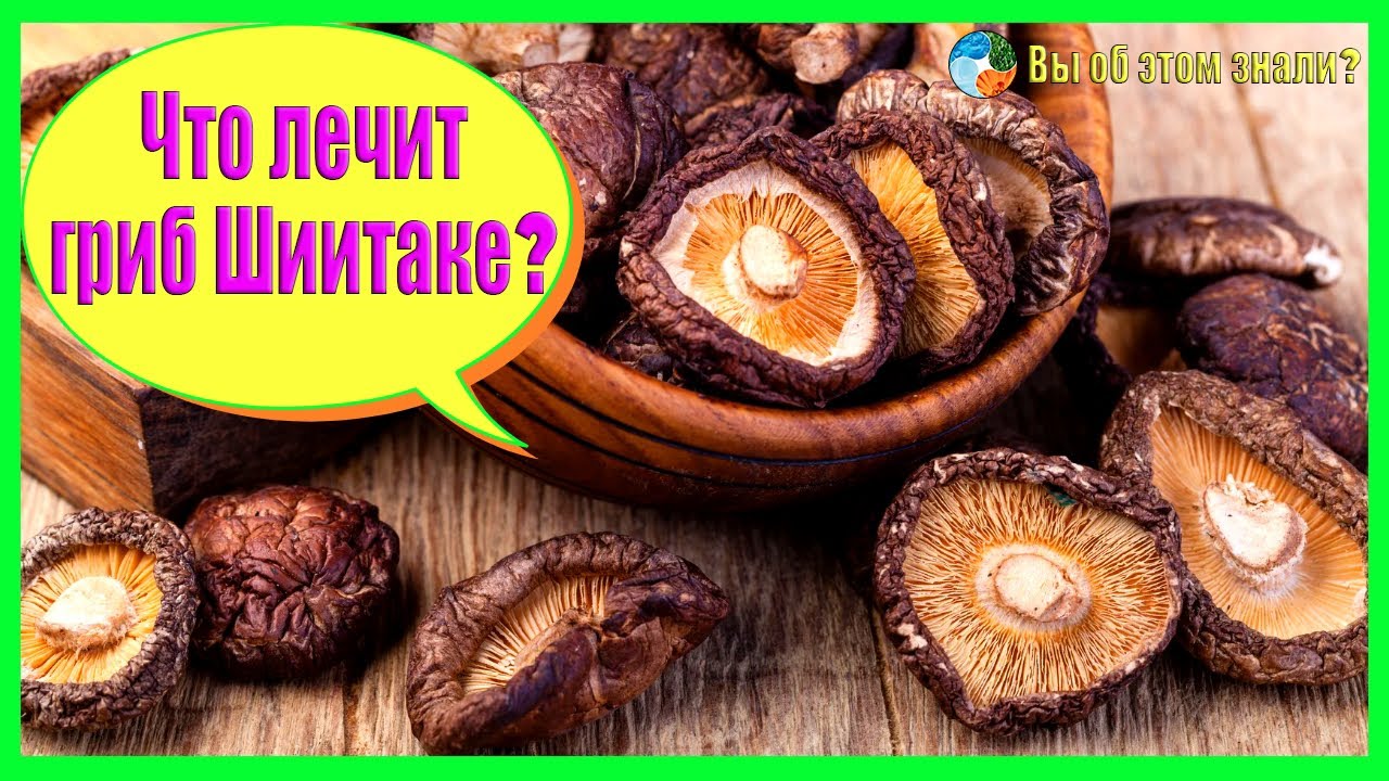 Что лечит гриб Шиитаке?