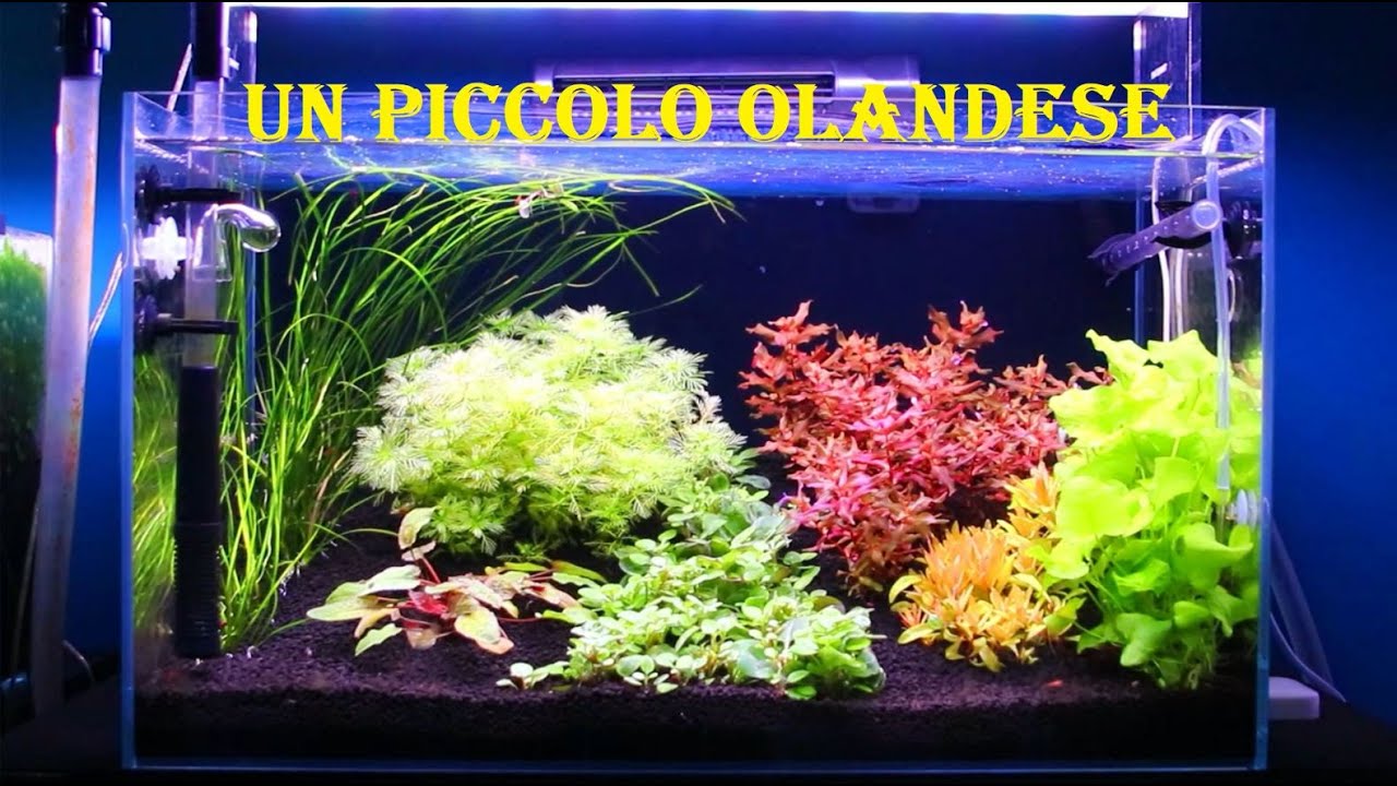 Allestiamo un piccolo acquario Olandese di 60cm con Oase Scaperline 60