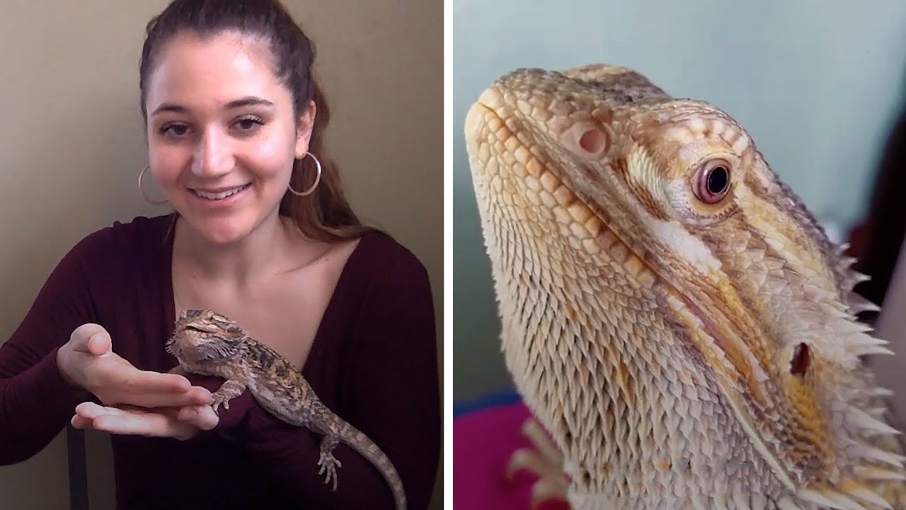 Lady Has Incredible Bond With Her Bearded Dragon