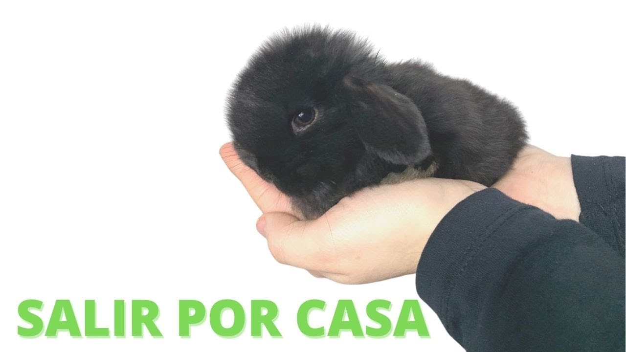 👀 Como Sacar al CONEJO Por CASA Para que No Roa los Cables ni Muebles (curso de conejos) #06