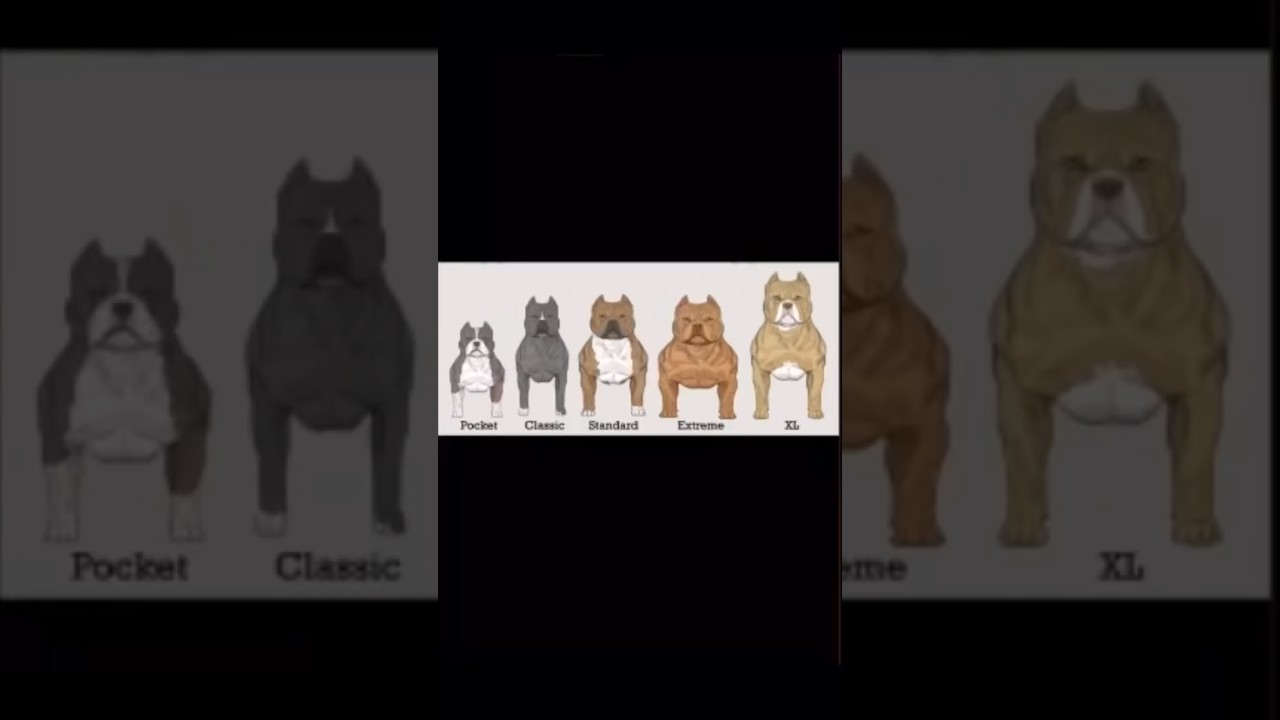 Different types of American bully #youtubeshorts #bullypedia #dogbreed