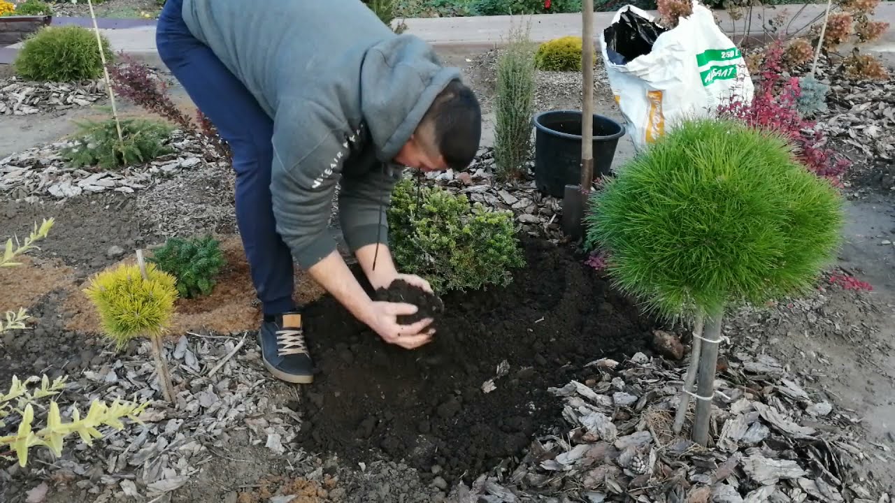 НОВИНКА - ПИХТА ТУНДРА.