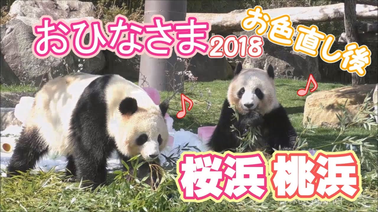 【おひなさま企画🎎】桜浜🌸桃浜🍑雛パーティー2018✨お色直し後ｗ【ふたごパンダ】Giant Panda -Ouhin&Touhin -