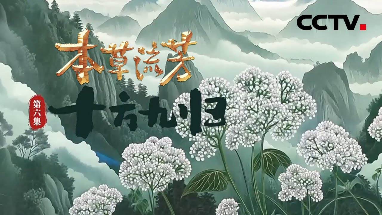 既是调味香料更是治病良药，中药界的&ldquo;辅助之王&rdquo;当归有多独特？《本草流芳》 第6集 十方九归 | CCTV「本草流芳」