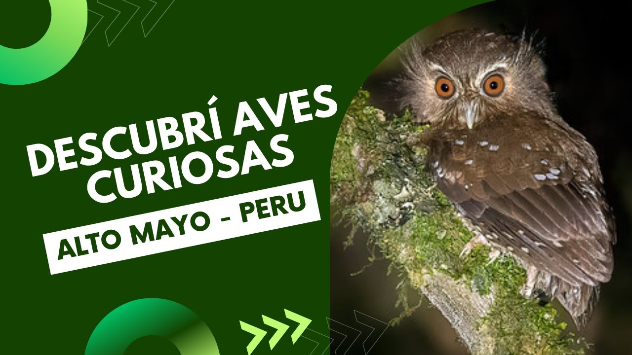 Aves del Alto Mayo