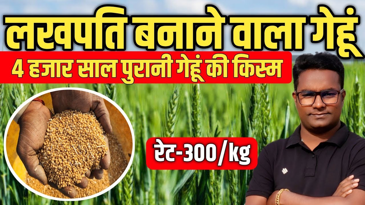 Turn Your Wheat Farming Into a Money-Making Machine! सोना मोती गेहूं लाखों की कमाई का फार्मूला!