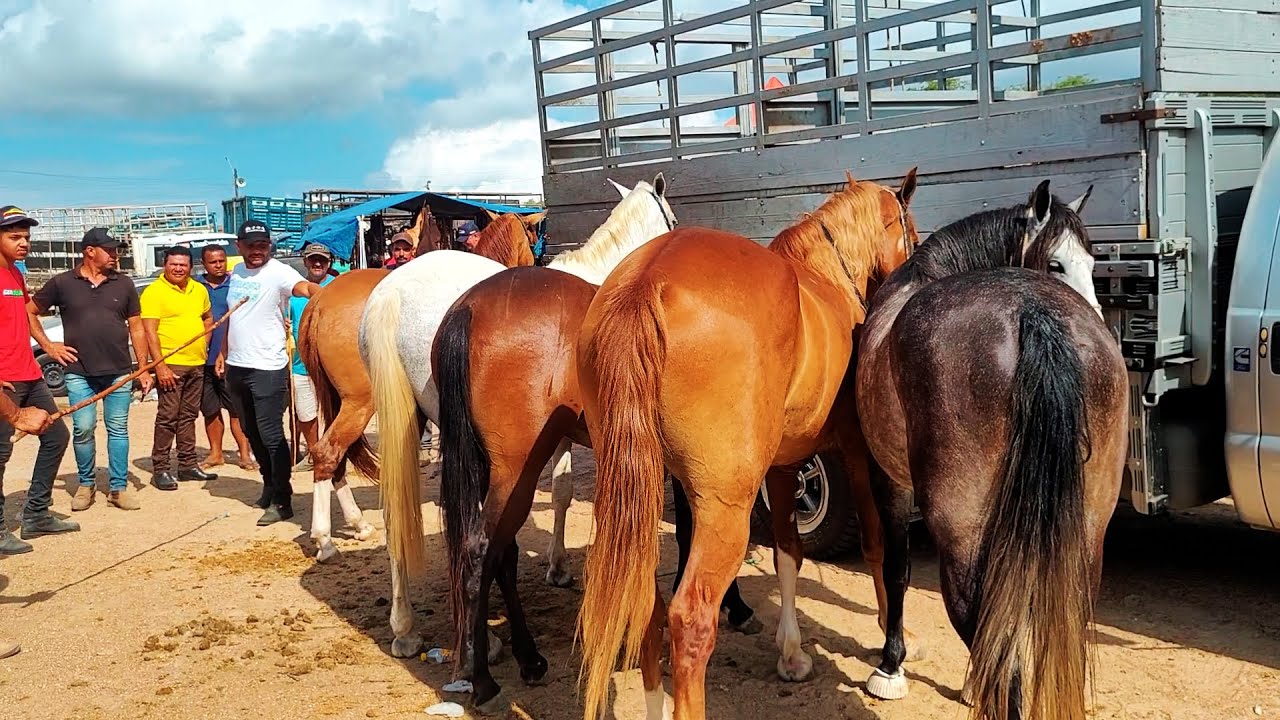 FEIRA DE CAVALO DE CARUARU PE, TERÇA FEIRA, 09.01.24 #nordeste