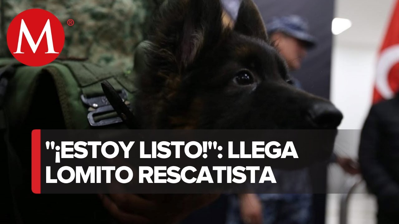 Turquía dona cachorro a Sedena tras muerte de Proteo, perrito rescatista