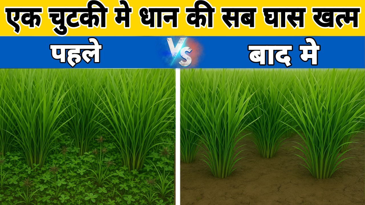 चुटकियों में धान के सारे घास खत्म होगा | dhan ki kheti | kharpatbar