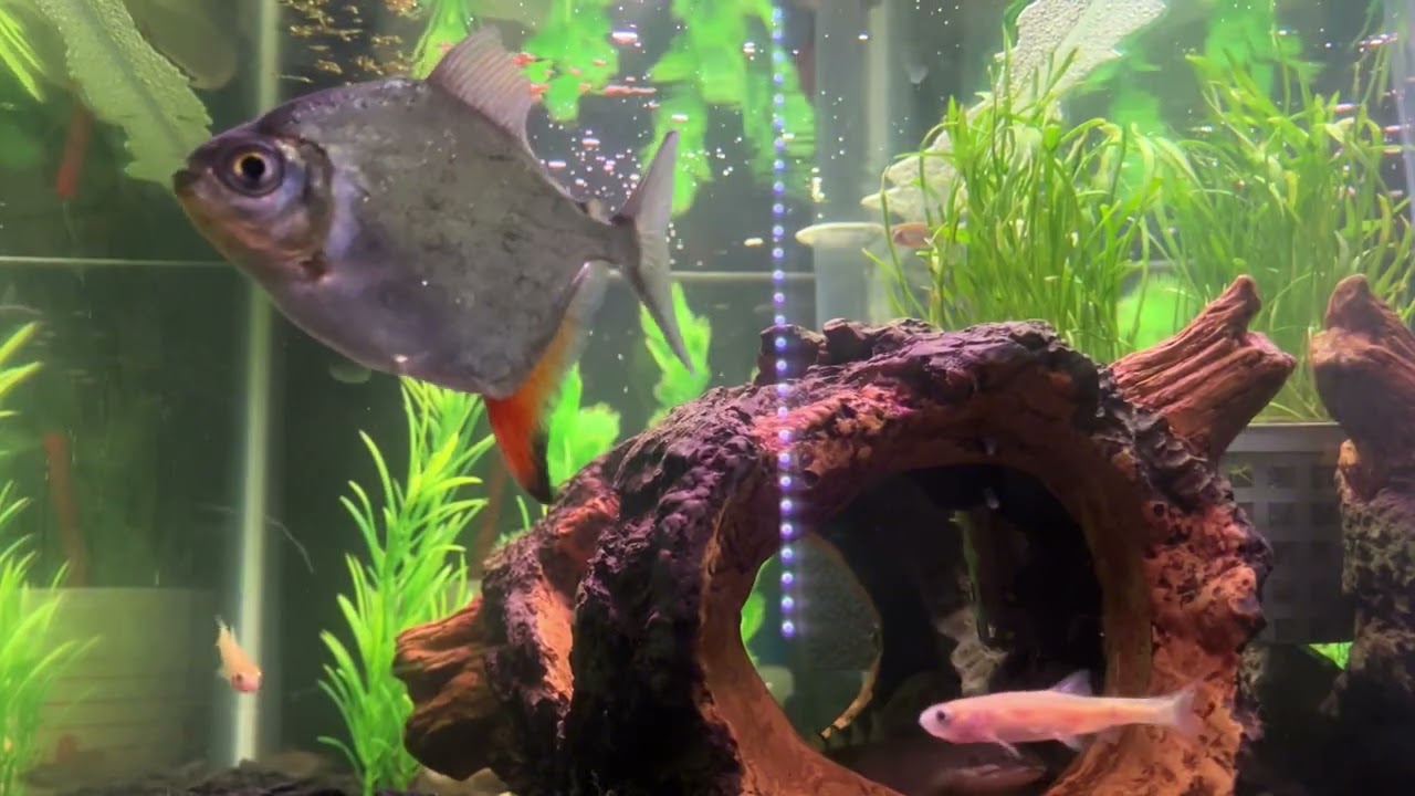 Today I try and hand feed my fish again 