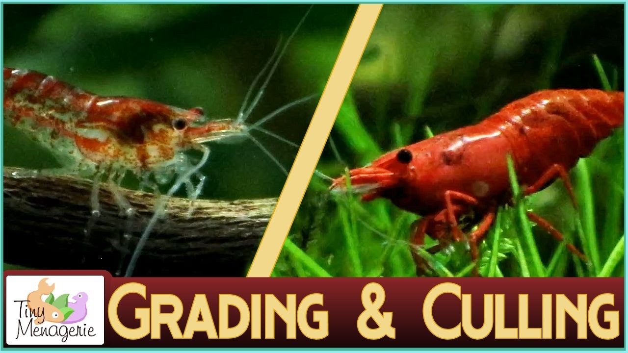 Grading and Culling Cherry Shrimp: Improving Your Colony