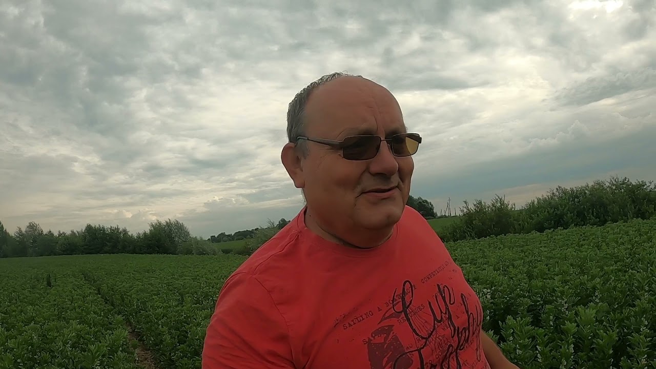 Pupos čia tos kur buvo pasėtos į storą šiaudų sluoksnį