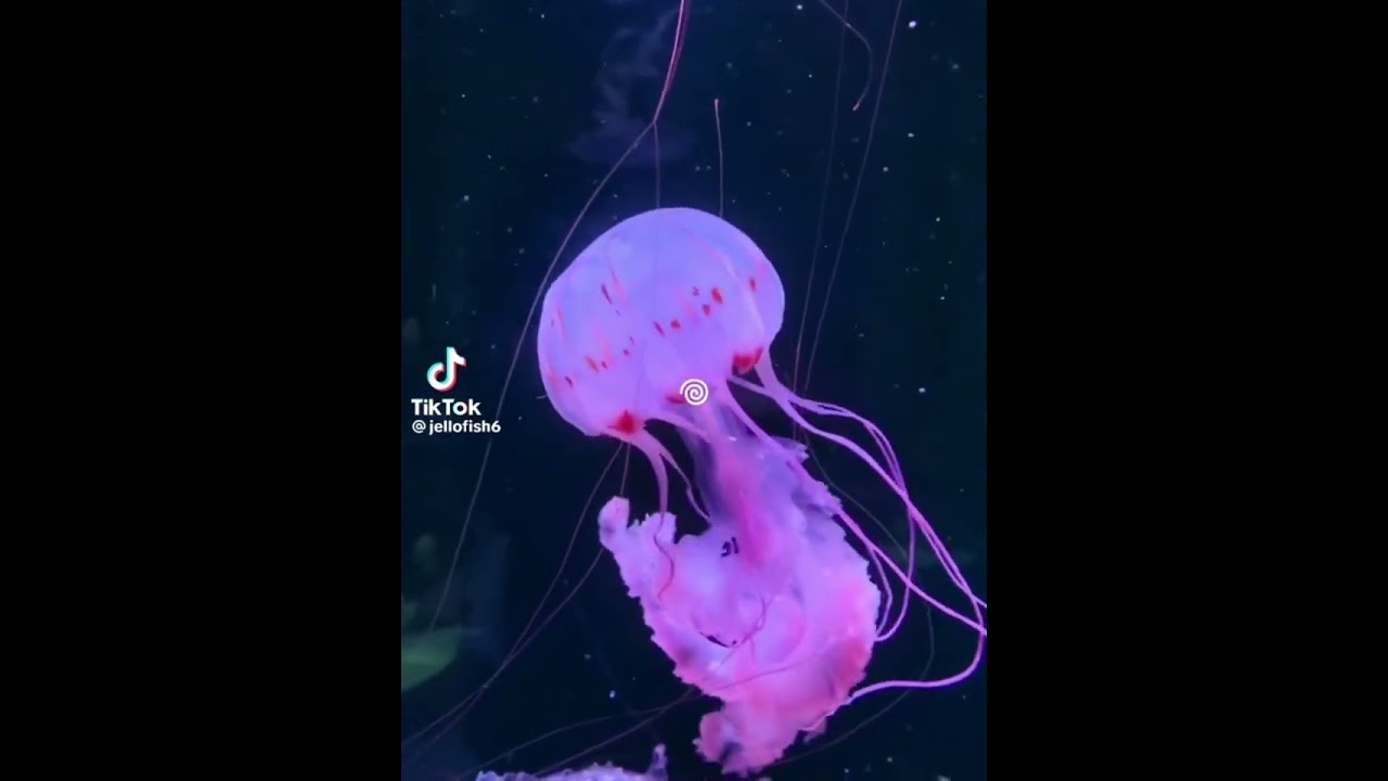 ☆Sea Life TikTok Compilation!☆