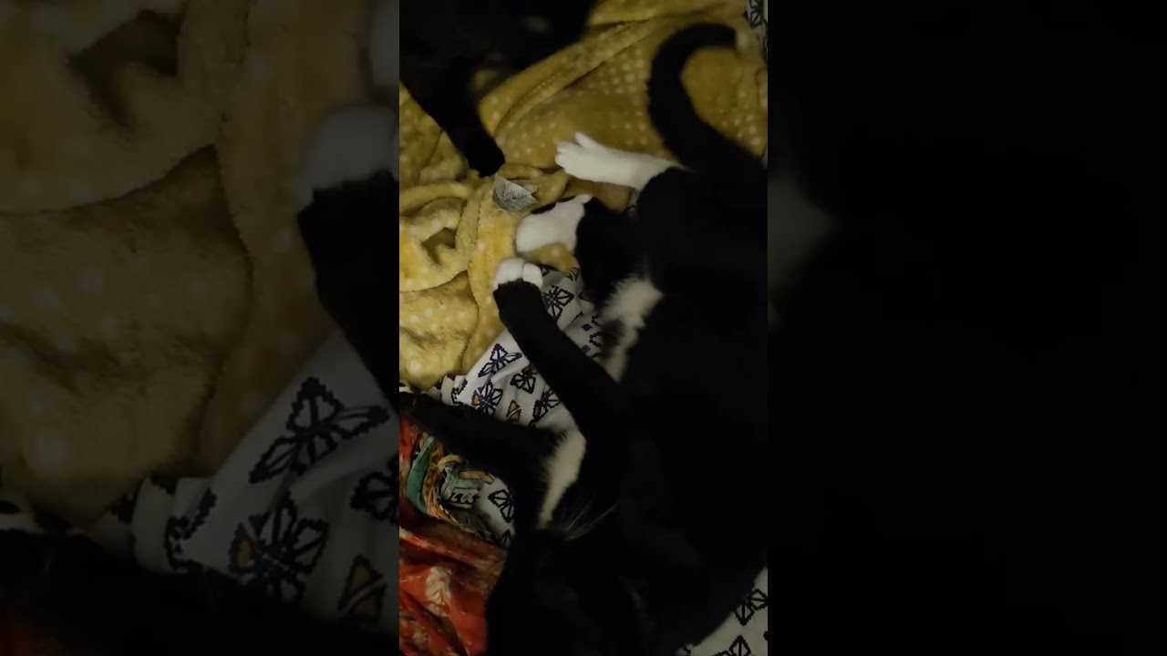playful puss 