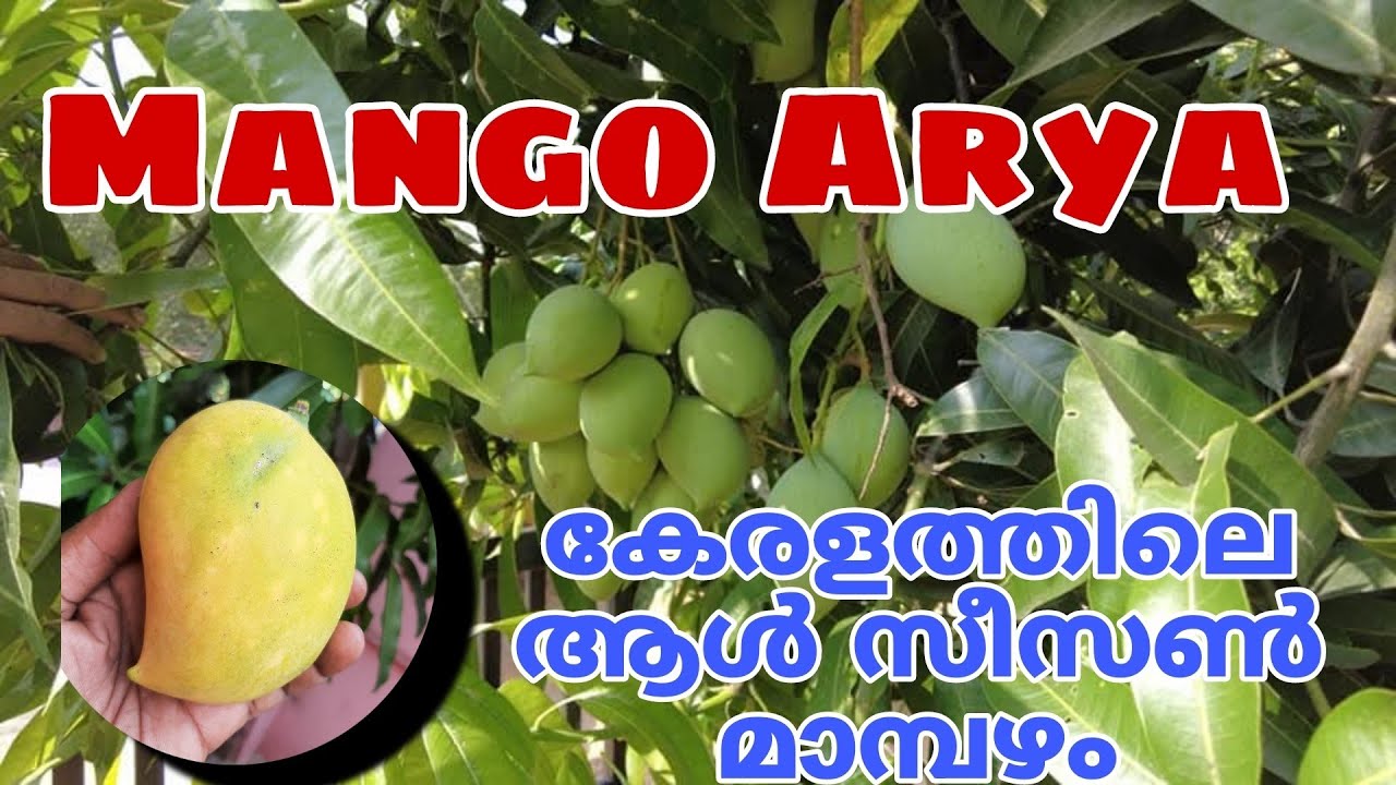 Mango Arya. ആര്യ മാവ് കേരളത്തിലെ ഓൾ സീസൺ മാമ്പഴം