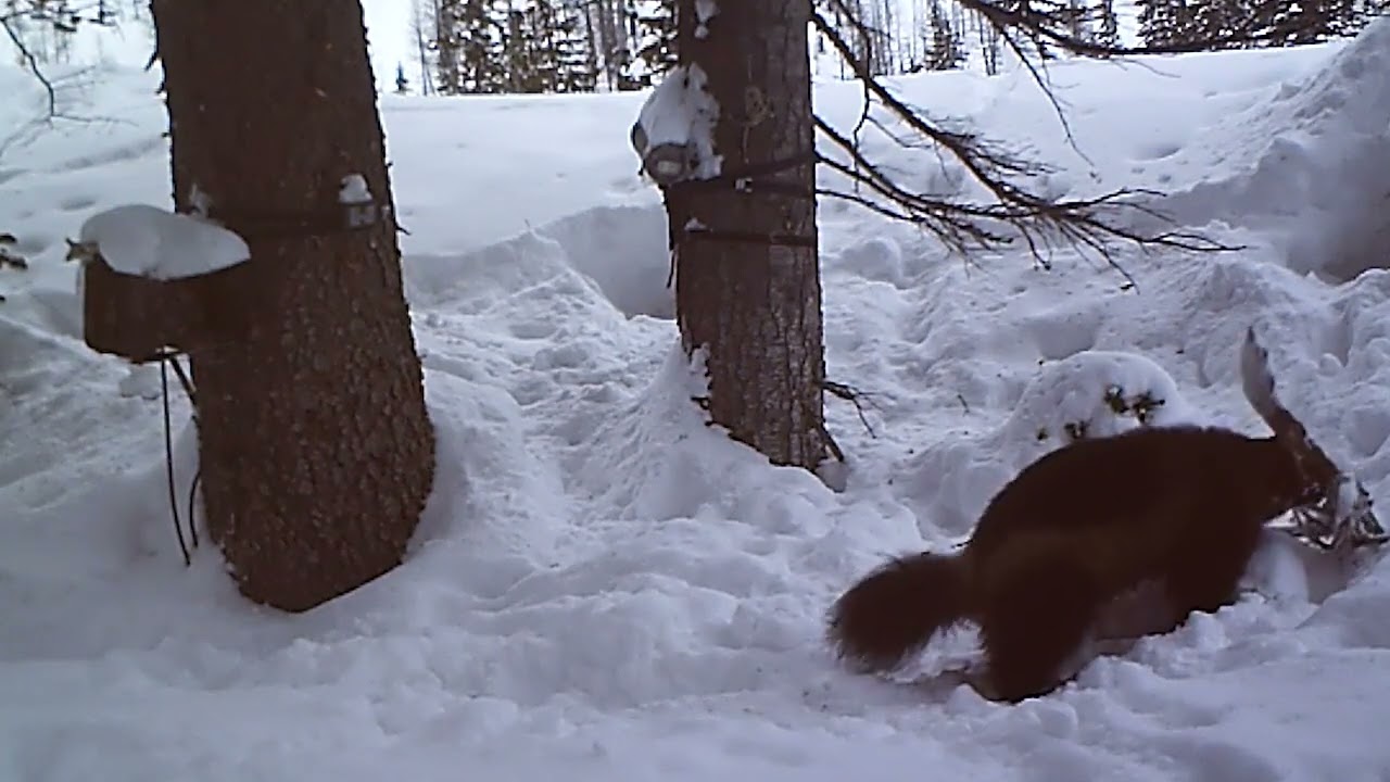Wolverines and Climate Change in the Cascadia Bioregion