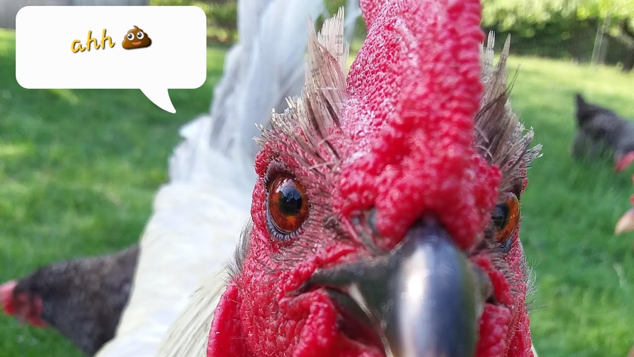 How to cook a rooster or old hen to PERFECTION!