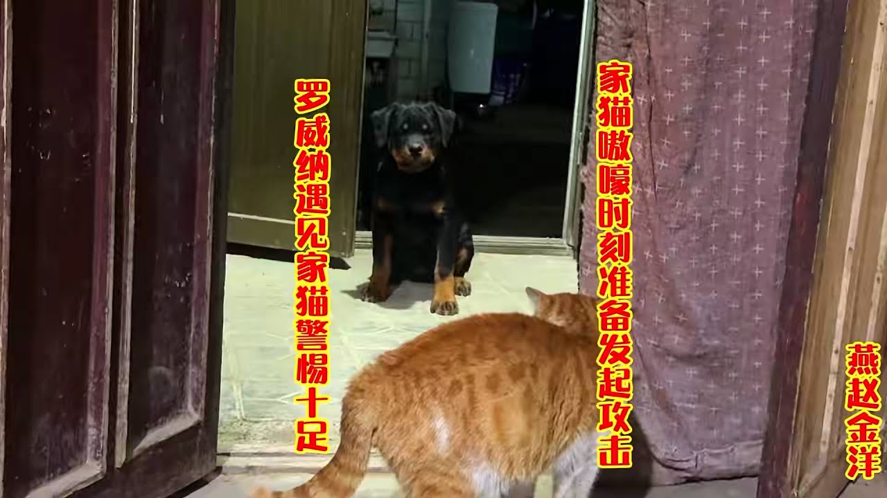 罗威纳遇见家猫警惕十足，家猫嗷嚎准备攻击，看谁更厉害