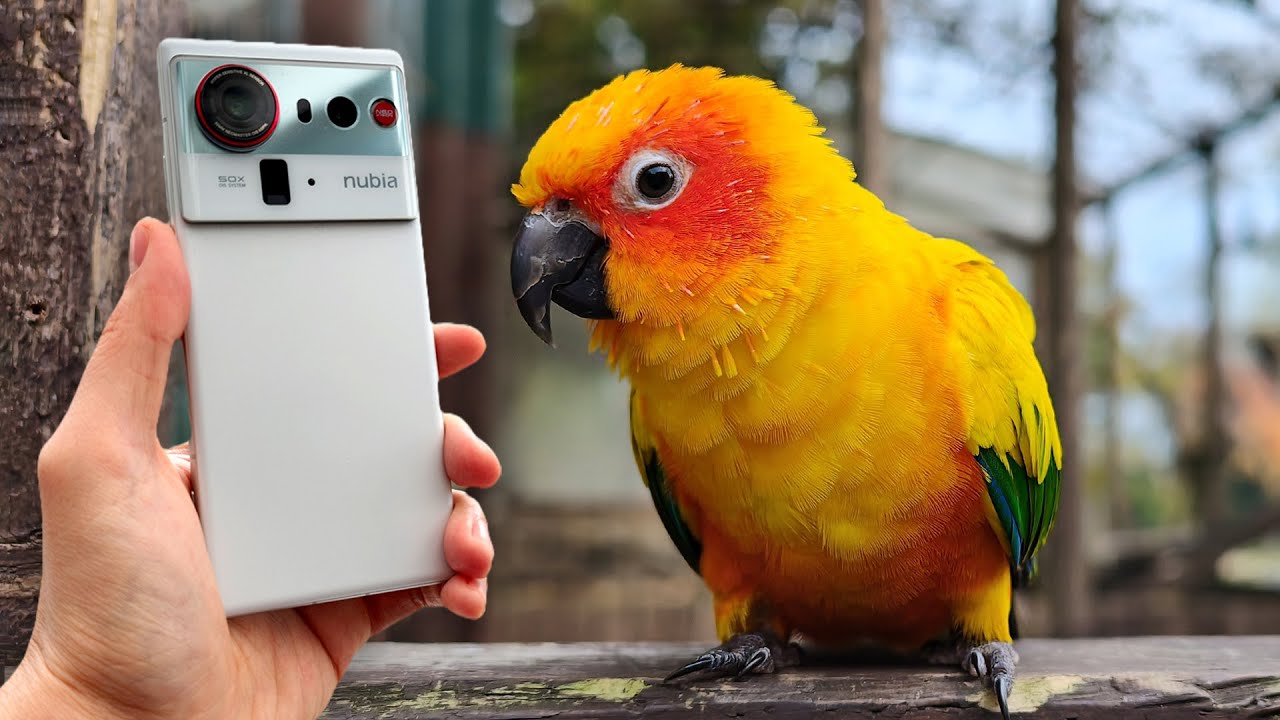 Тест камеры Nubia Z80 Ultra в реальных условиях: большие сенсоры, низкая цена