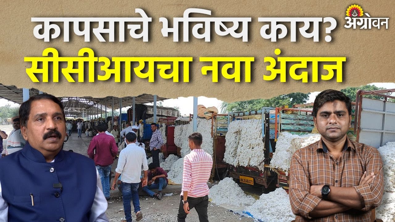 Cotton Rate: जास्त शिल्लक साठा, कमी वापर आणि वाढलेल्या आयातीचा परिणाम | Agrowon