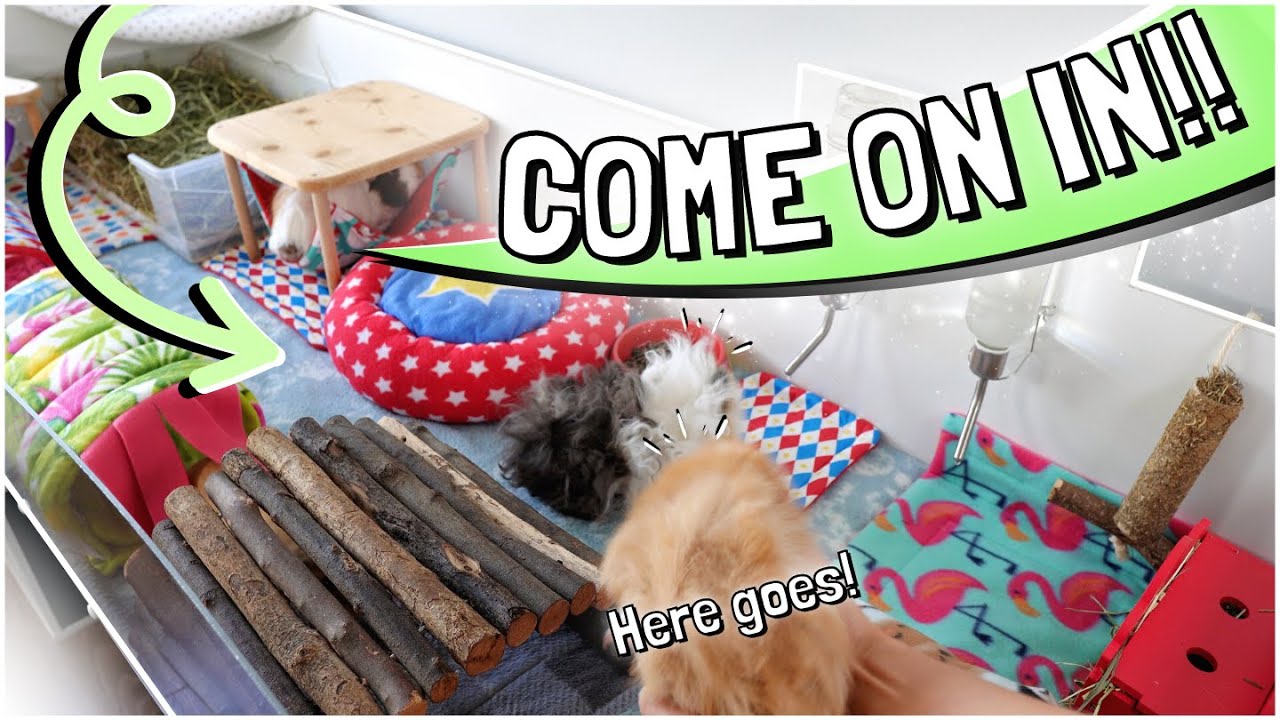 New Guinea Pig Herd Move to their Luxury Cage!