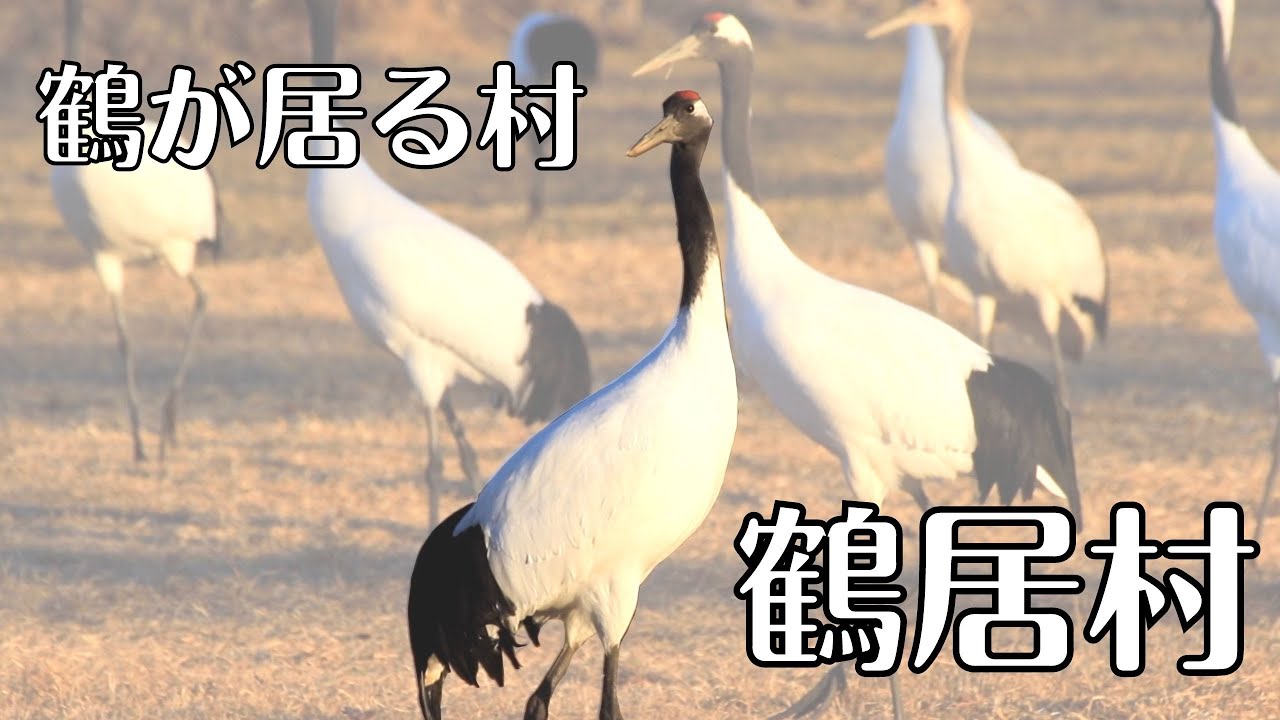 北海道 鶴が居る村「鶴居村」