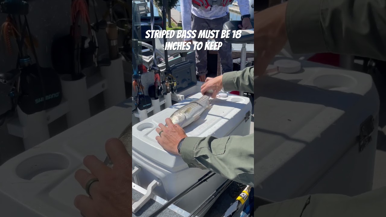 Busted by DFG-How to Correctly Measure your Fish