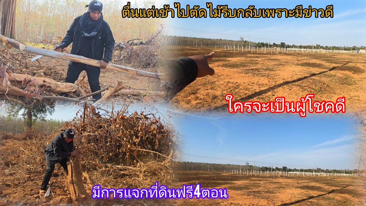 ข่าวดีมีที่ดิน4ตอนเเจกวันนี้ ตื่นเช้ารีบไปตัดไม้ให้ทันเวลา 30 มกราคม ค.ศ. 2026