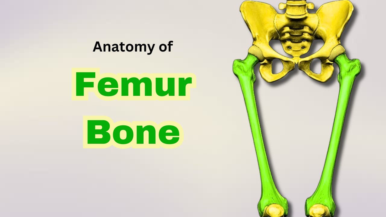 Femur Bone Anatomy | Osteology of Lower Limb | Doctor Speaks
