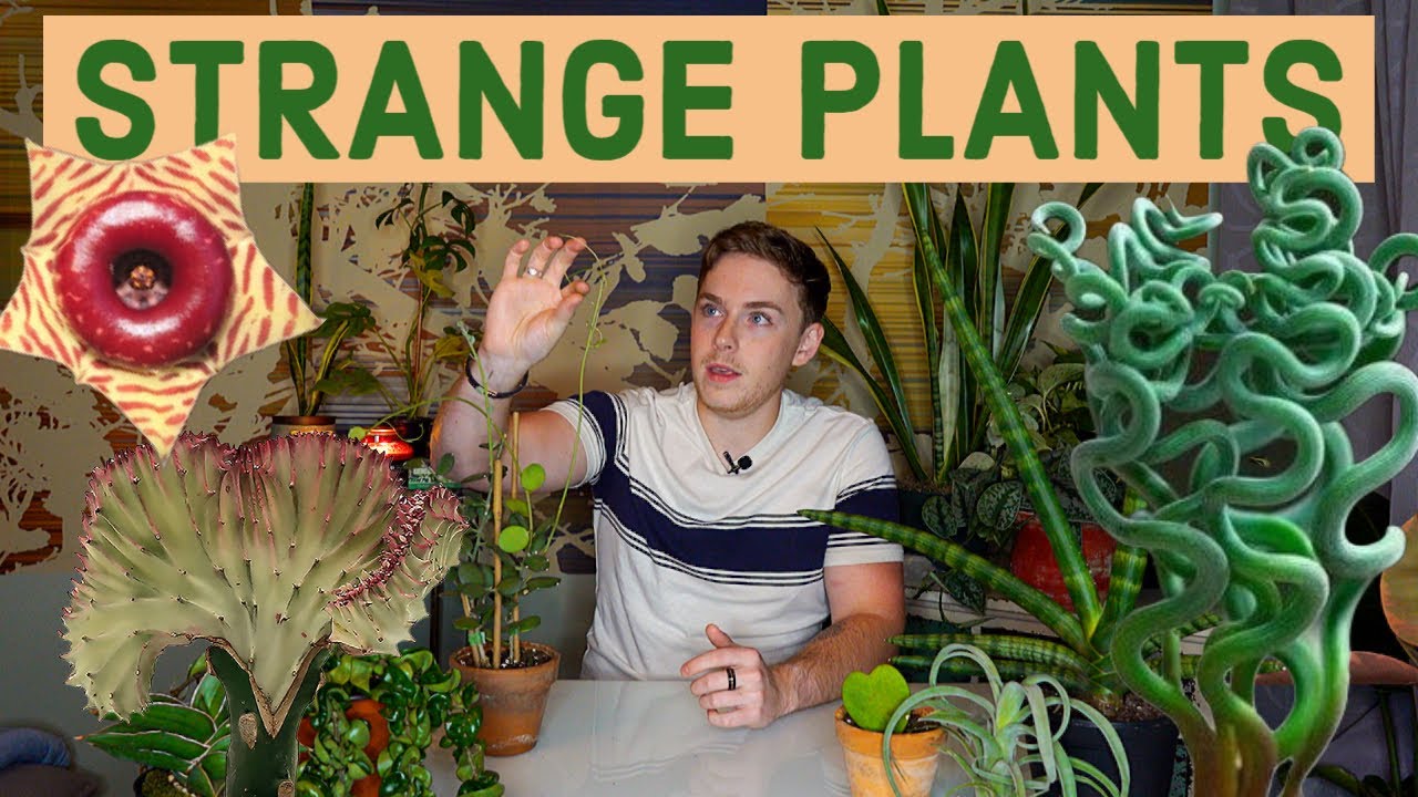 Strange Houseplants 🌿 | 11 Unique Houseplants!
