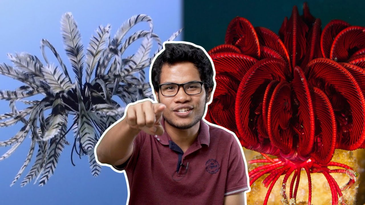 Bulu Pelepah Laut