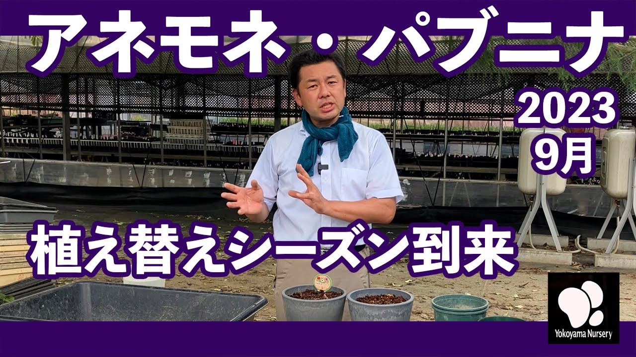 アネモネ・パブニナ 9月 植え替えについて　◆横山園芸 公式◆　【2023】