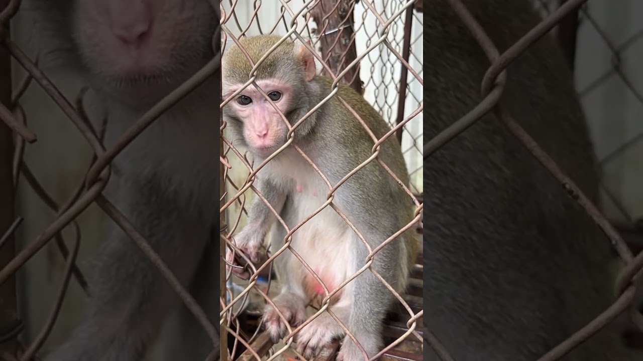 Tina and Xuka and Dad visit poor looking monkey Bibi #monkeyfamily