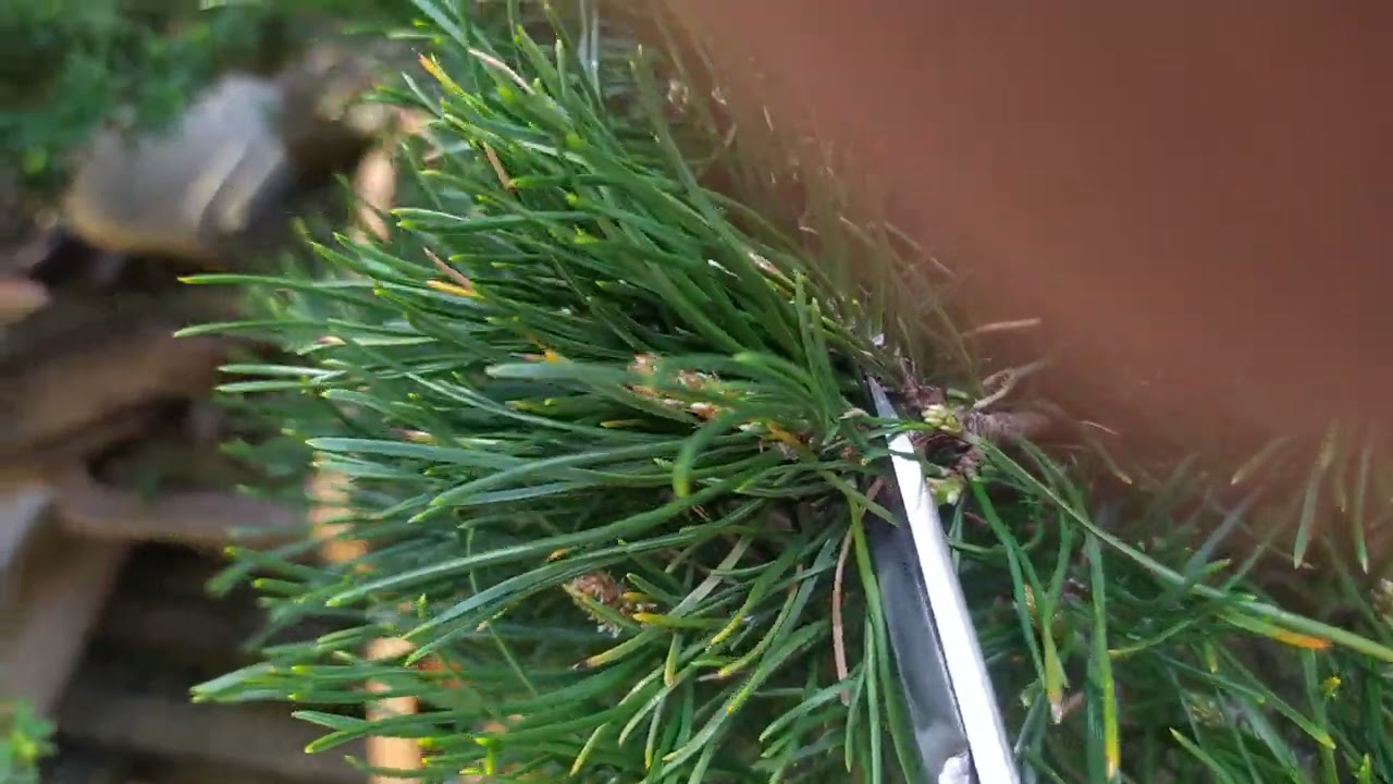 Pino mugo bonsai: Gemme in anticipo