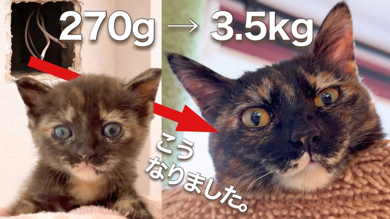 コンセント穴から出てきた子猫、7ヶ月でこうなりました【あんずおしゃべり総集編】From Outlet Rescue Kitten to 7 Months