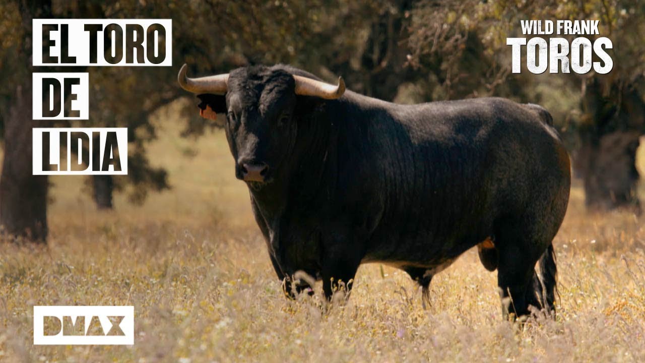 Wild Frank y el destino del toro de lidia | Wild Frank