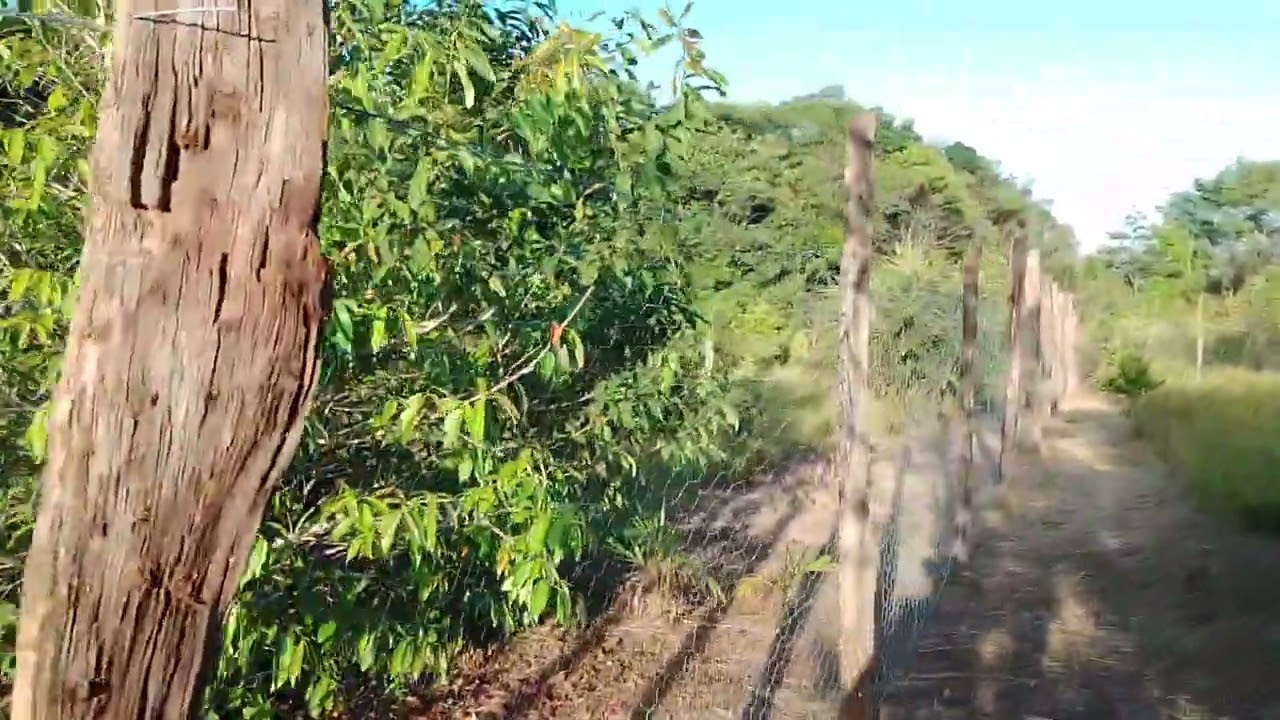 TELEI O SÍTIO COM TELA MANGUEIRÃO AÇO E ZINCO FIO 16....