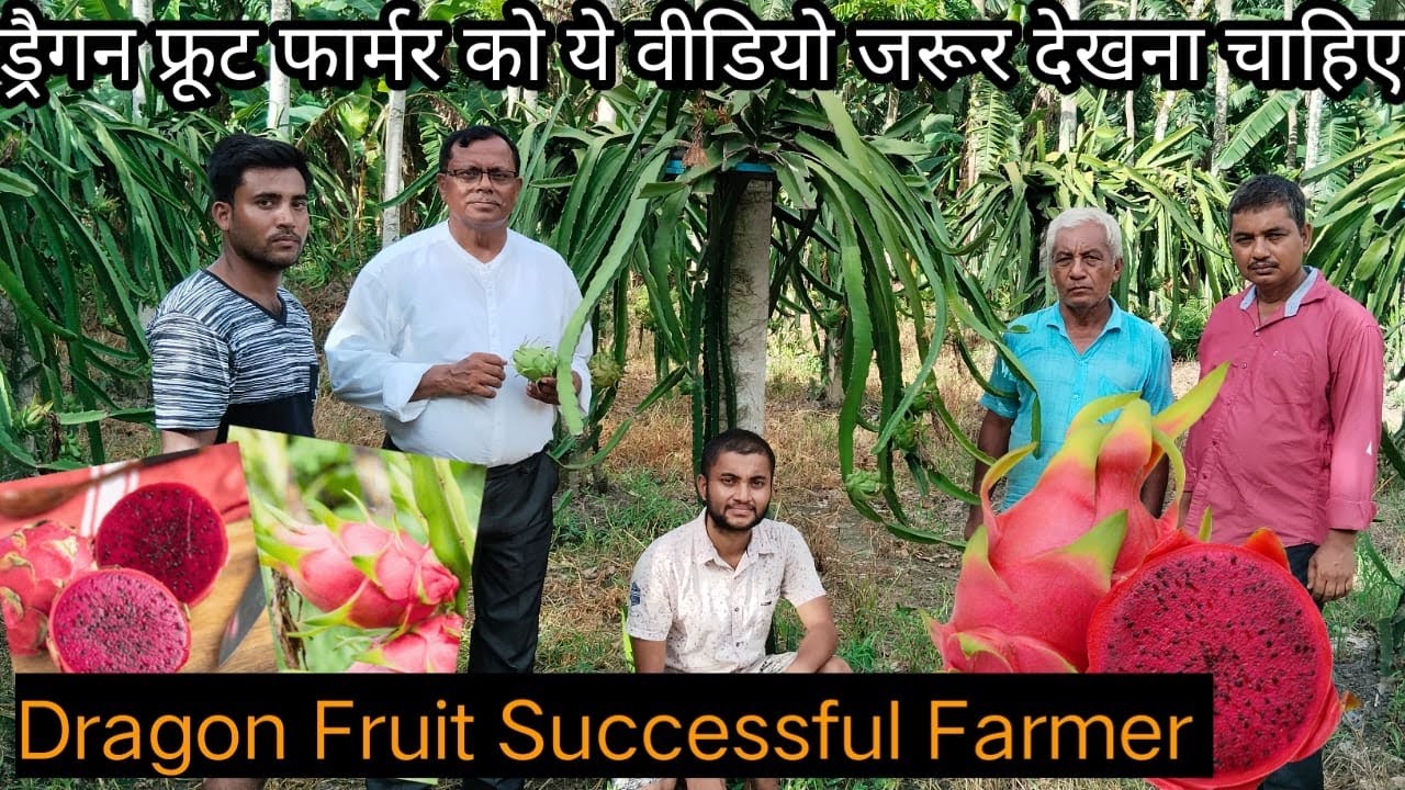 Successful dragon fruit farmer | Best Variety |Double Income in dragon fruit farming | high profit