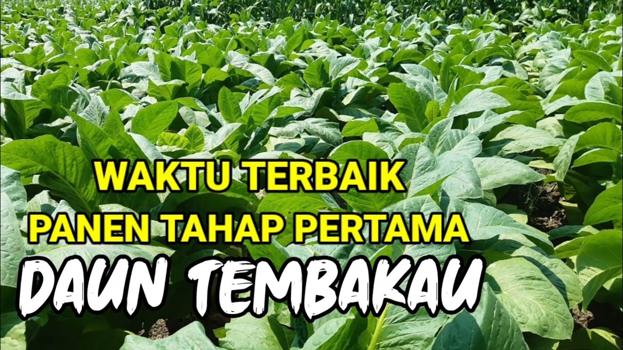 Waktu yang tepat untuk panen / Pemetikan Daun Tembakau Tahap Pertama - Panen Tembakau