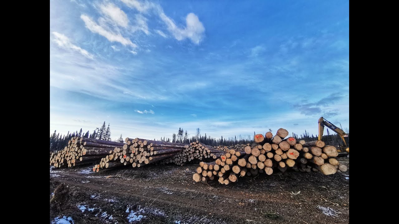 Northern BC Processing - Nice wood for the Waratah 622b