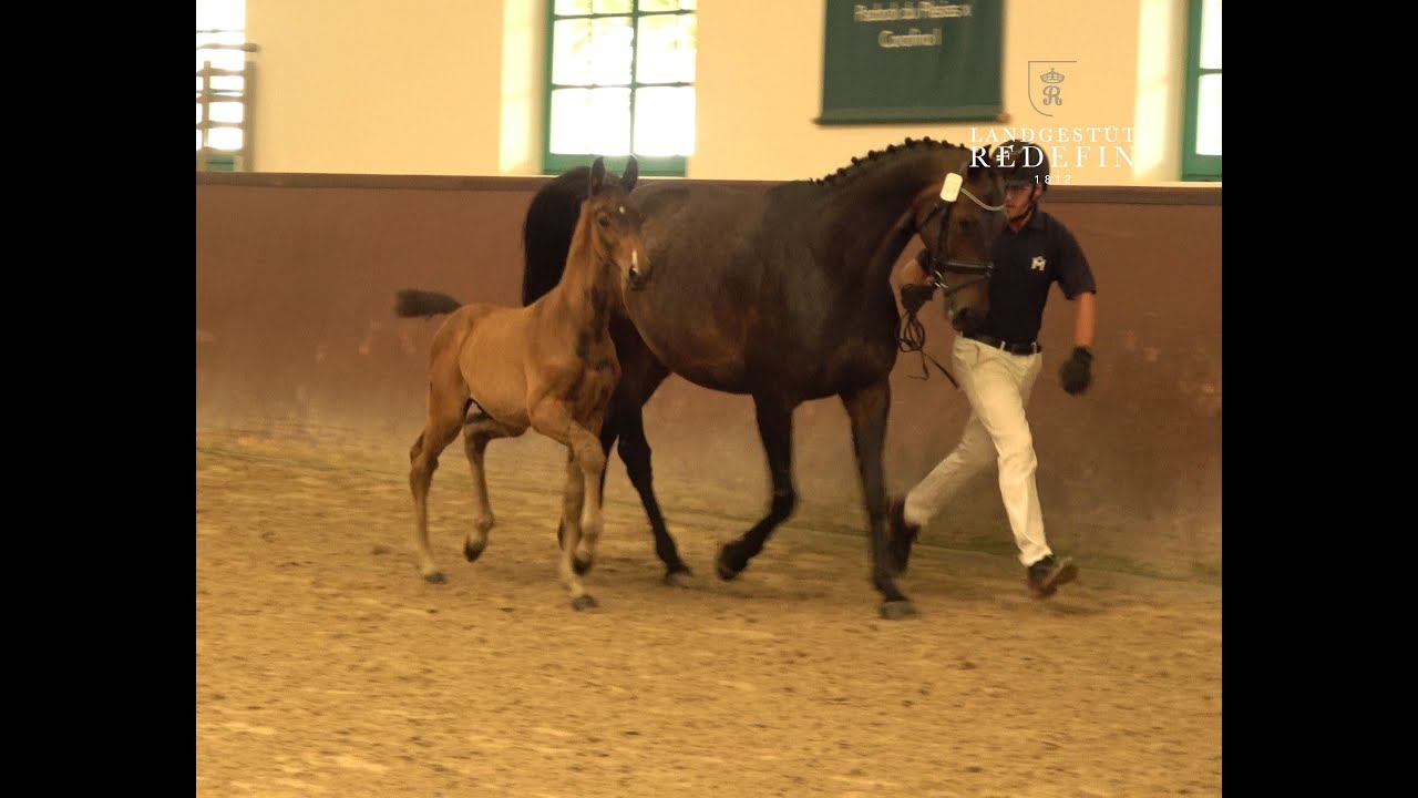 Carlo -  Canturat, Mecklenburger Hengstfohlen * 04/2025