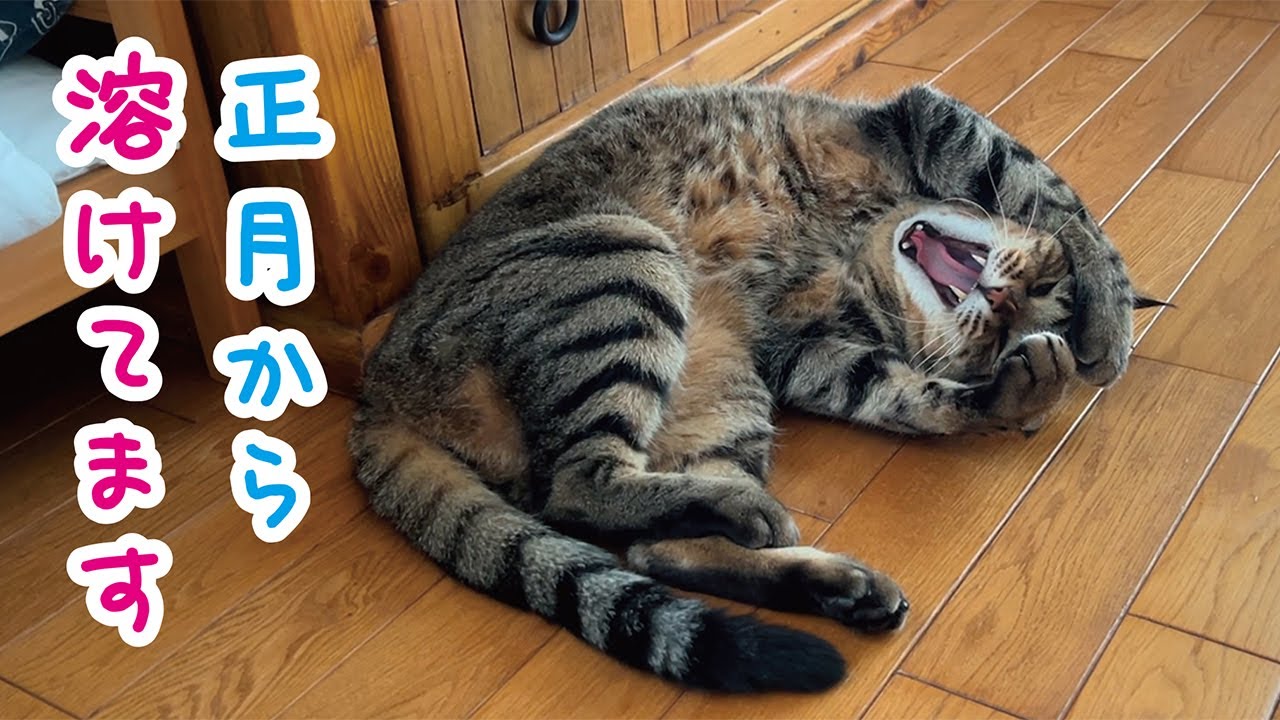 寝正月の猫とニャルソック猫｜しめじときくらげのお正月