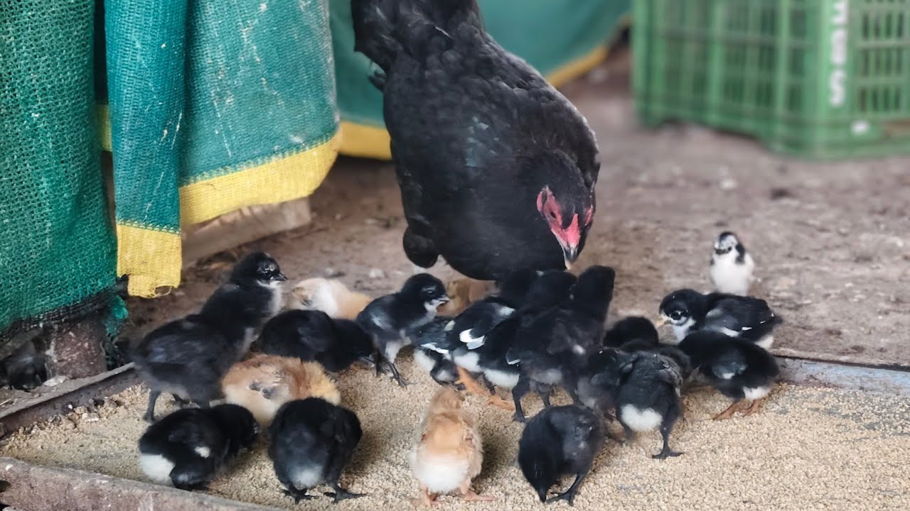 Kali Murgi Ne Kale Kale Bacche Nikali 🥰