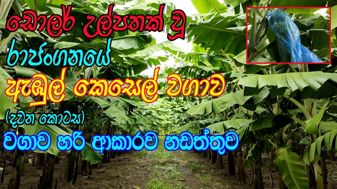 ඩොලර් මවන රාජන්ගනේ ඇඹුල් කෙසෙල් වගාව | Ambul Kesel Wagawa | Banana Cultivation | kesel wagawa part 2