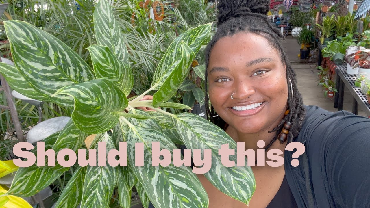 BIG BOX Plant Shopping at Lowes and CALLOWAYS Plant Nursery