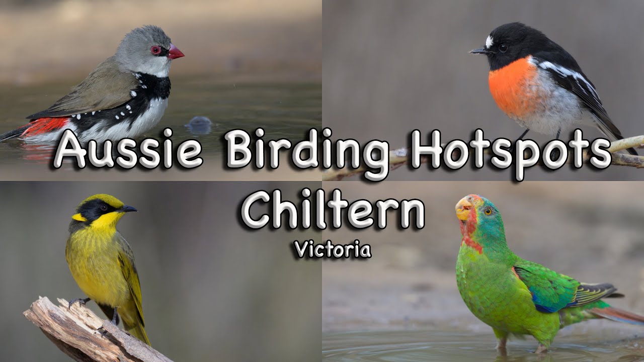 Aussie Birding Hotspots - Chiltern