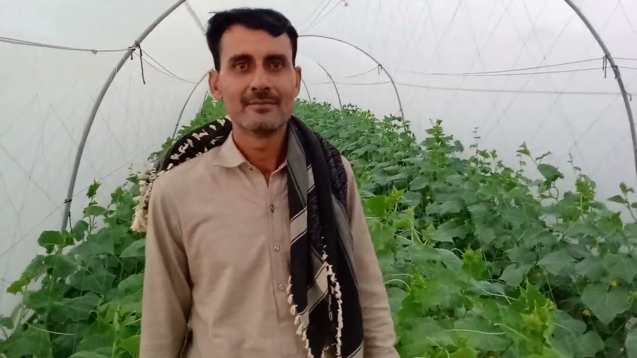 Cucumber cultivation complete tips || cucumber cultivation,tunnel ,tissue, farming || Crop reformer