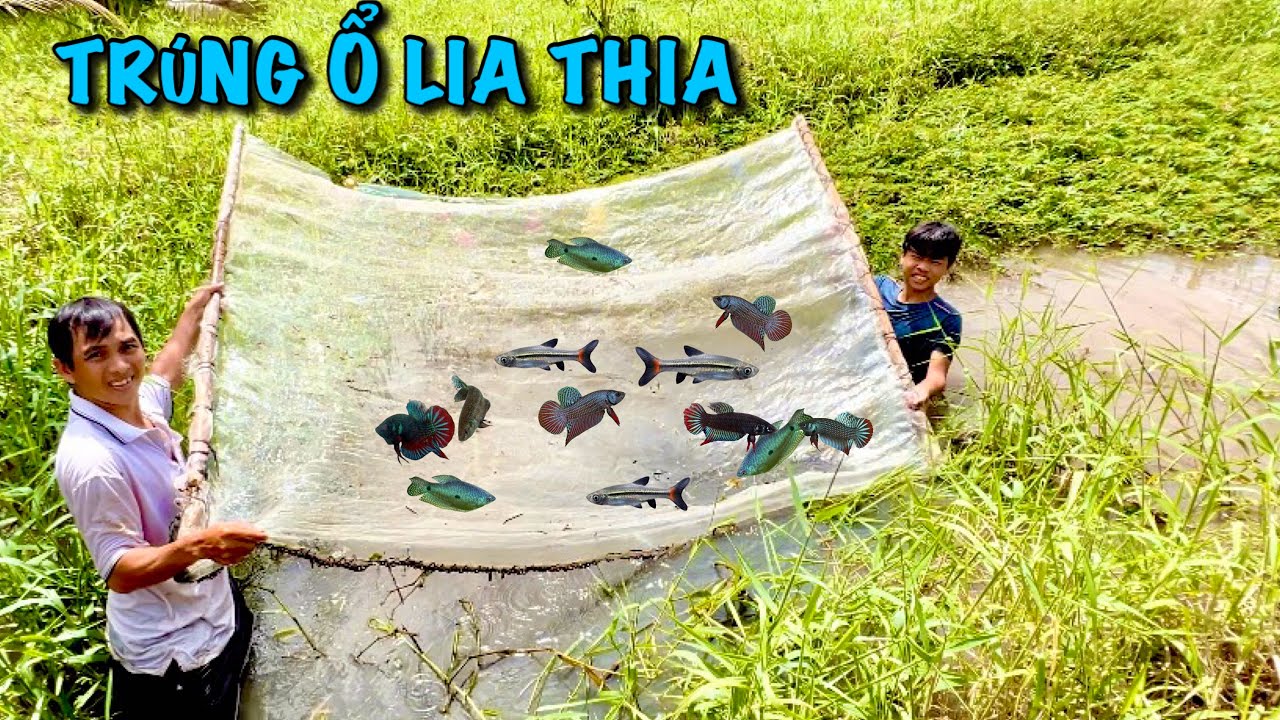 Xúc Trúng Ổ Cá Lia Thia Đồng Siêu Đẹp Về Làm Cá Cảnh |ATK
