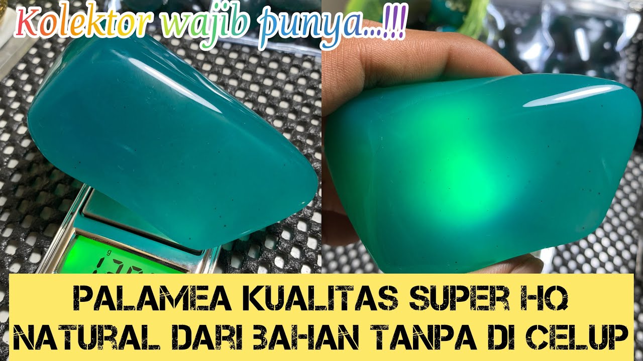 NATURAL BACAN PALAMEA ITEM KOLEKTOR KUALITAS SUPER HQ